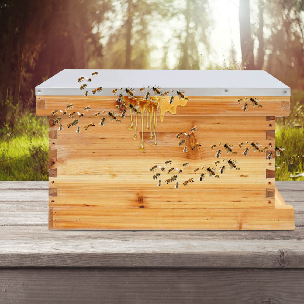 Bee Incubator, Beekeeping Box with Nest Frame and Foundation, 5-Frame ...